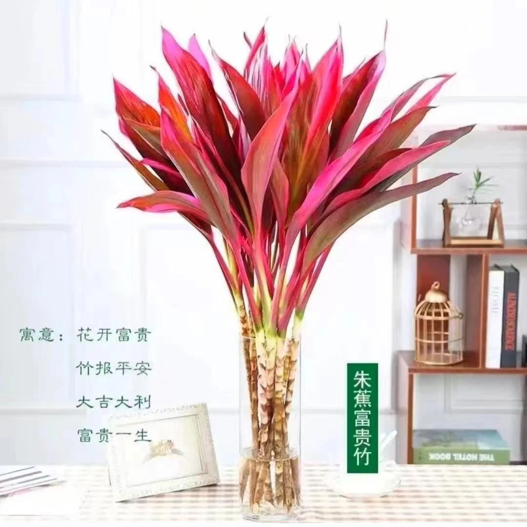鸿运竹红叶朱蕉水培土养粗枝懒人绿植海南基地直发花开富贵 直