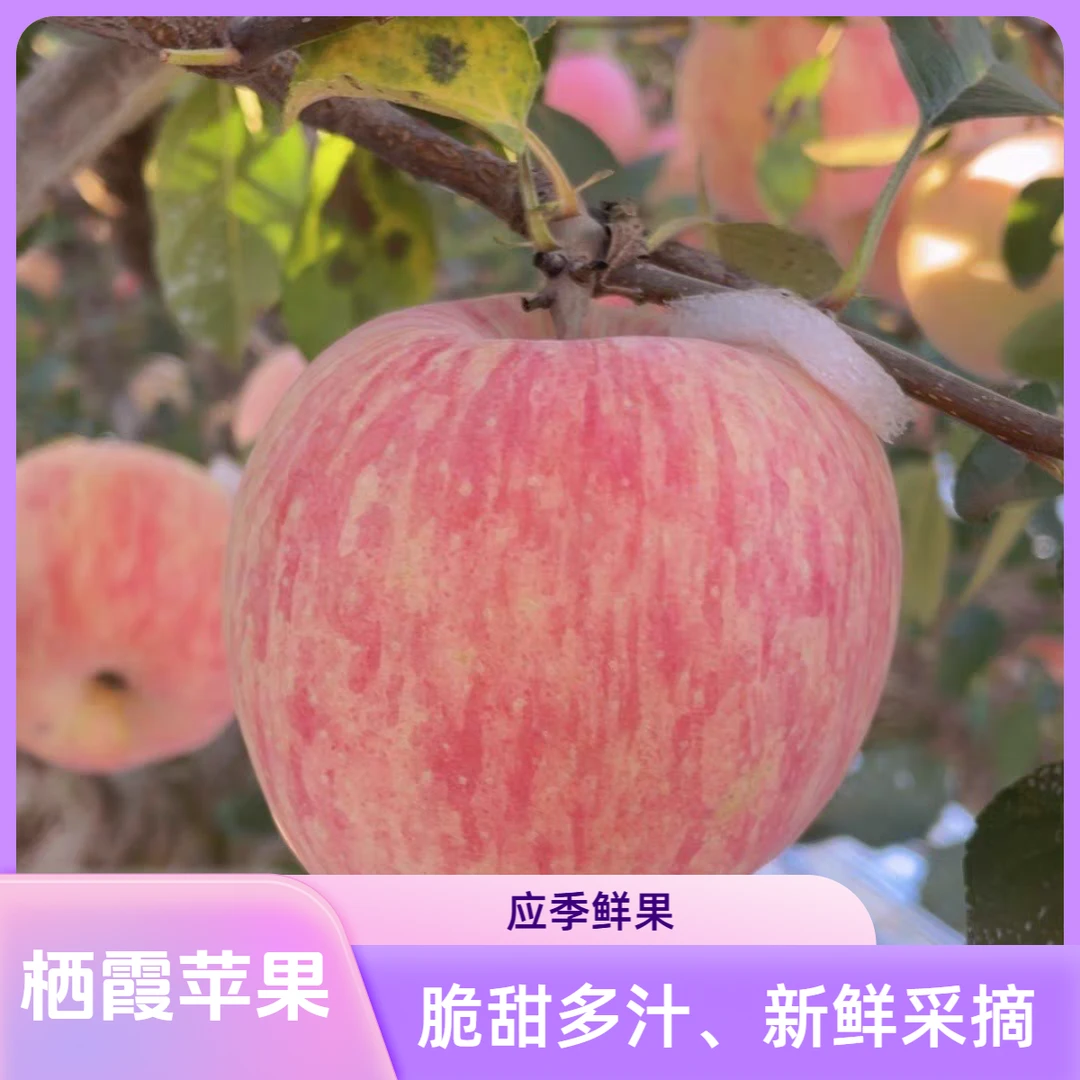 山东栖霞红富士苹果脆甜多汁老品种应季新鲜水果