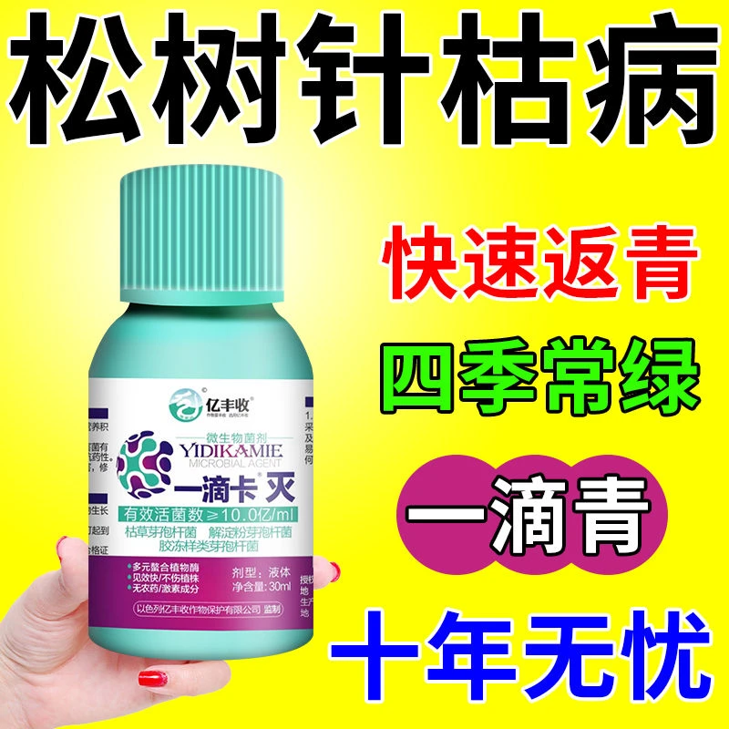 松树赤枯病松树喷施产品叶枯病专用肥松针发黄脱落叶斑病白粉病