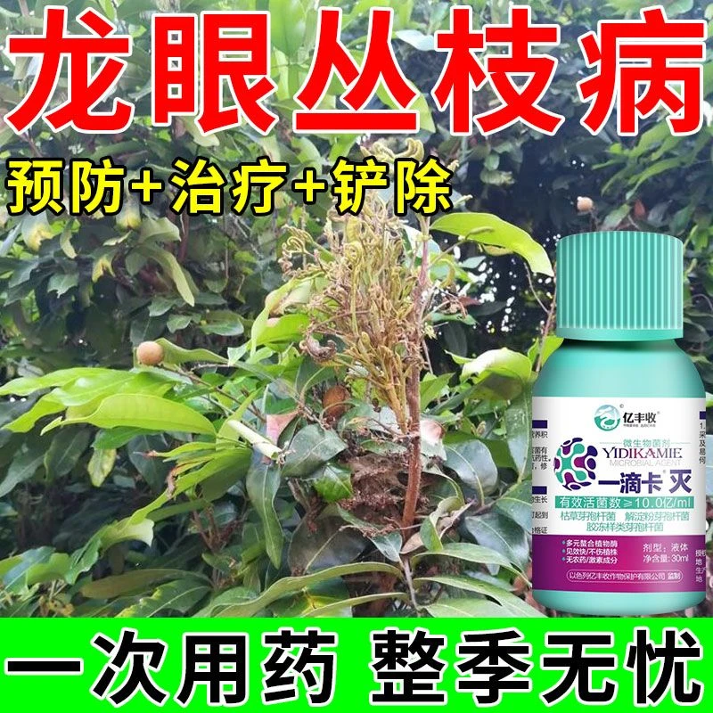 龙眼病全管治龙眼鬼帚病丛枝病炭疽病疮痂病白粉病霜疫霉病专用药