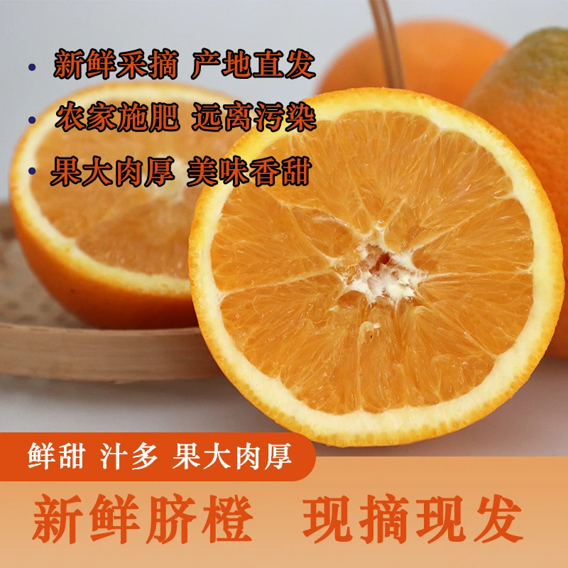 正宗云南昭通永善高山香甜脐橙10斤新鲜水果包邮现摘现发精品大果
