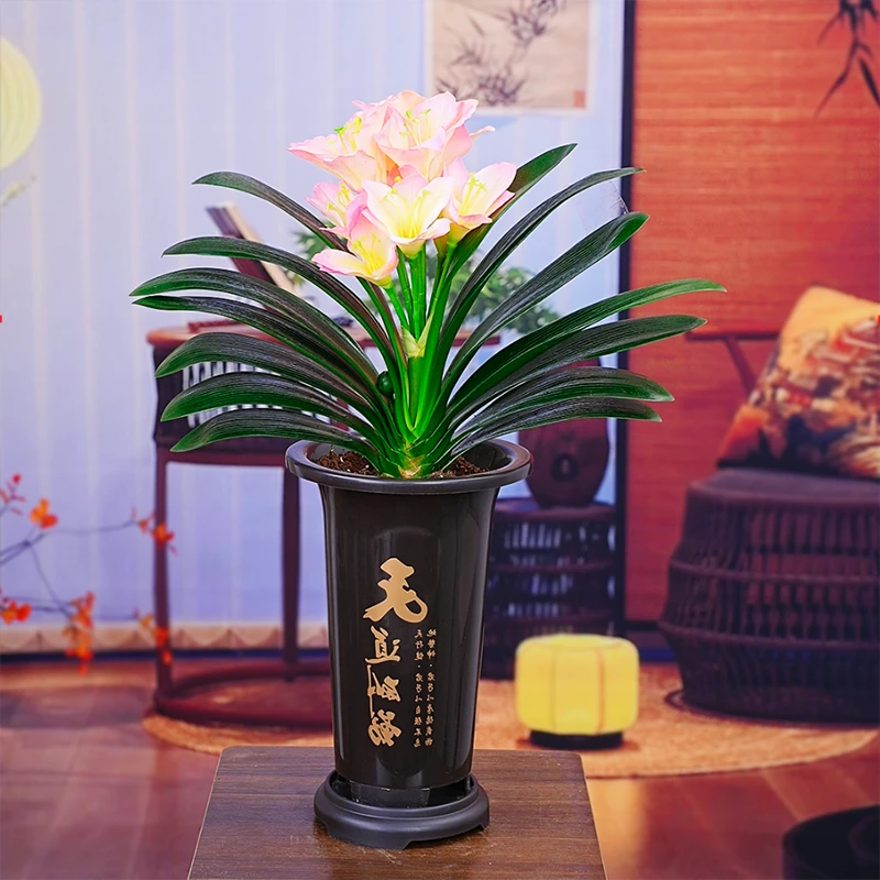 【精品浓香型粉美人 】君子兰带盆栽好室内绿植花卉四季常青好养活