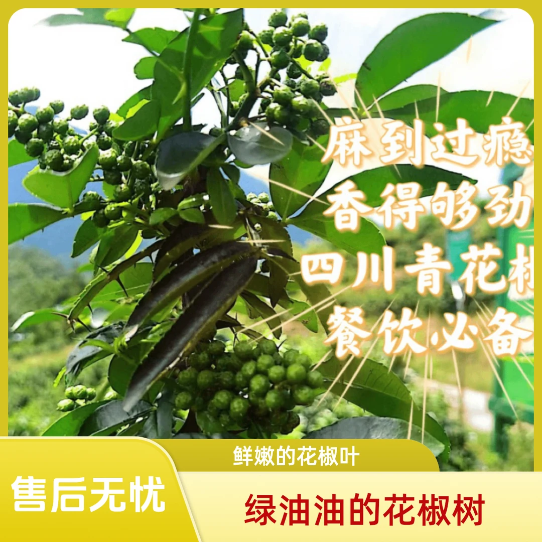 【鲜青花椒】四川新鲜真空包装350克现摘鲜花椒麻椒川菜优质调味