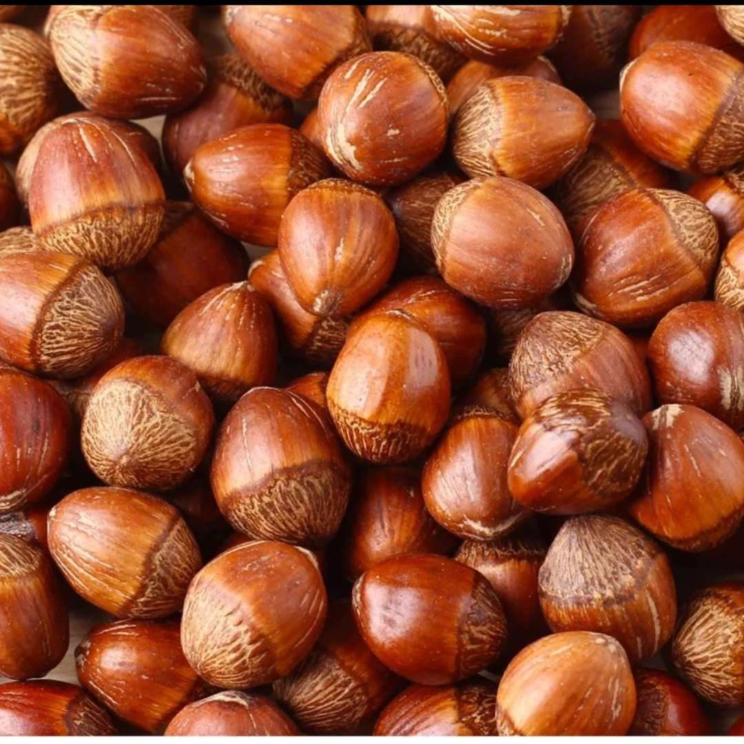 （鑫禧禾专属）东北特产新货炒熟铁岭大果榛子 （送夹子）
