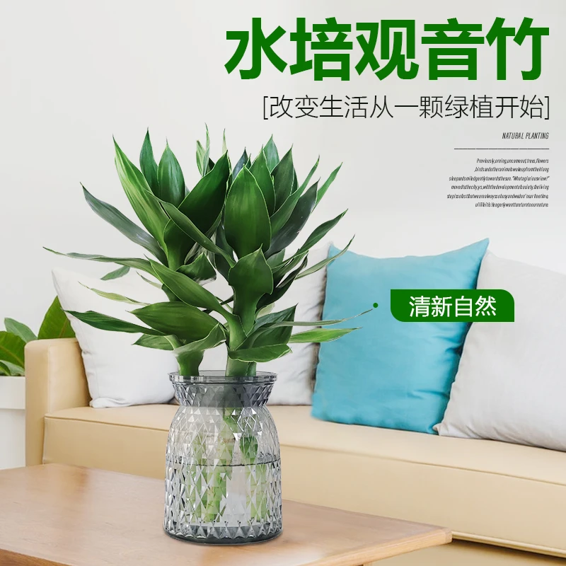 [拍一发二]水培富贵竹观音竹办公室轻奢树脂盆不带根发货星花怒放