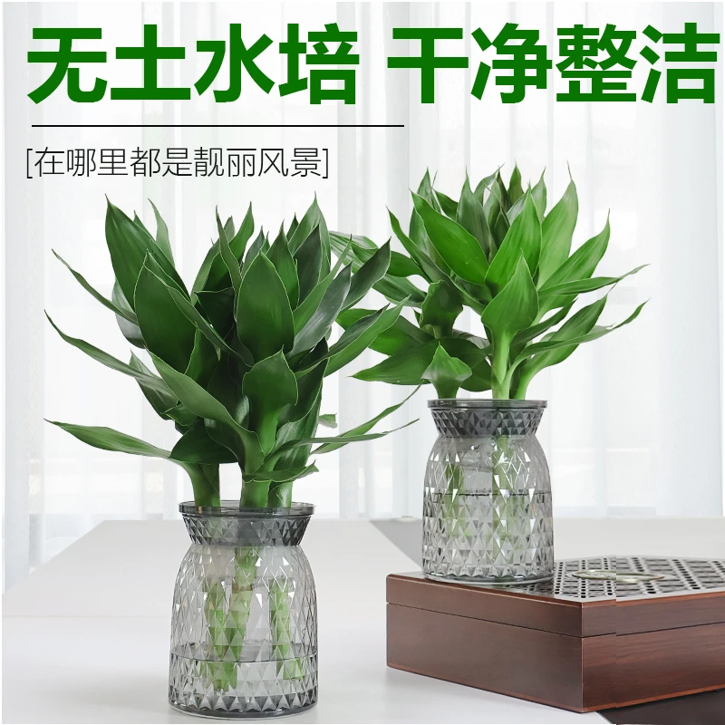 【买一送一】水培富贵竹观音竹办公室轻奢树脂盆不带根发货星花怒放