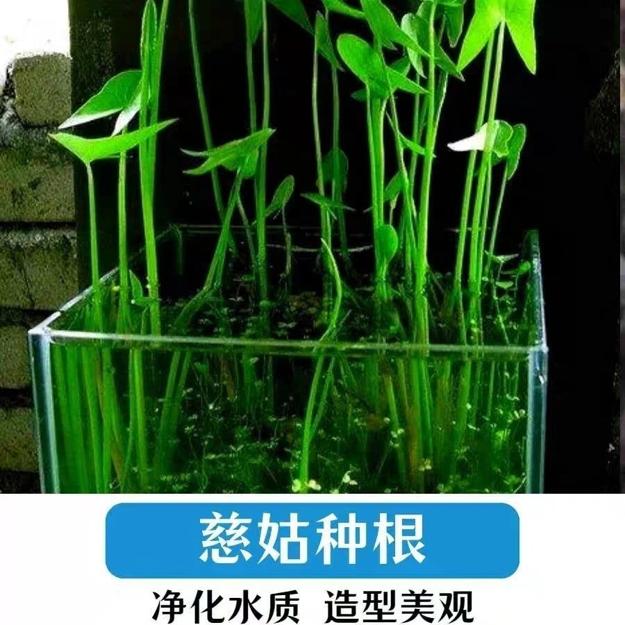 慈姑种根种苗茨菇挺水水草水族装饰净化鱼缸水培新款植物中后景