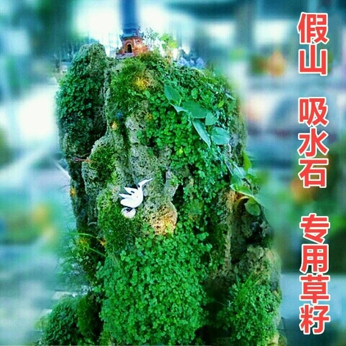 假山草盆景草种子吸水石专用草籽鱼缸造景观叶植物草籽文竹种子