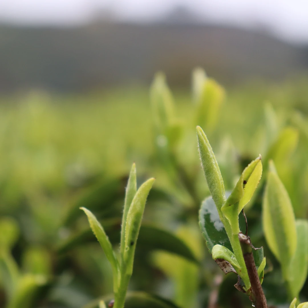 【江缘】 散茶临时代替：2006·白毫银针·特级·老树