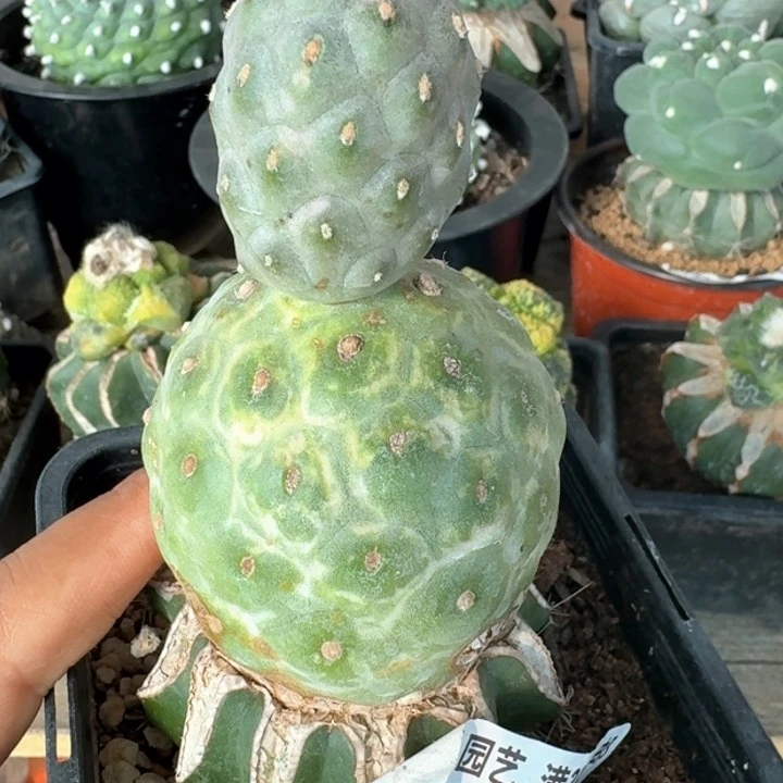 4394草球嫁接无刺大圆球习仙人球