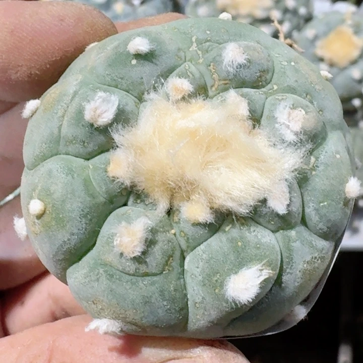 福利自根佛头195