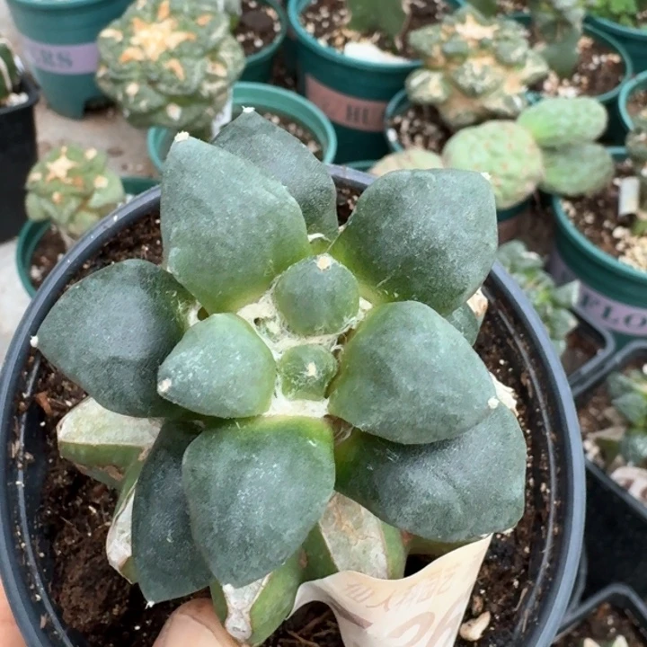 1368丸叶青瓷牡丹仙人球