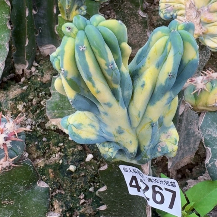 4267龙神木缀化锦