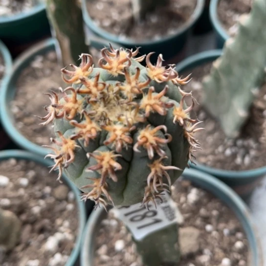 4181狂刺猫爪仙人球