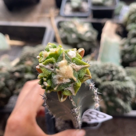 548大优黑锦仙人球