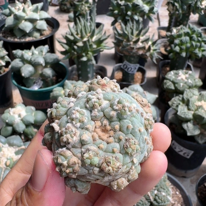刚出根小芝麻油螺旋仙仙人球