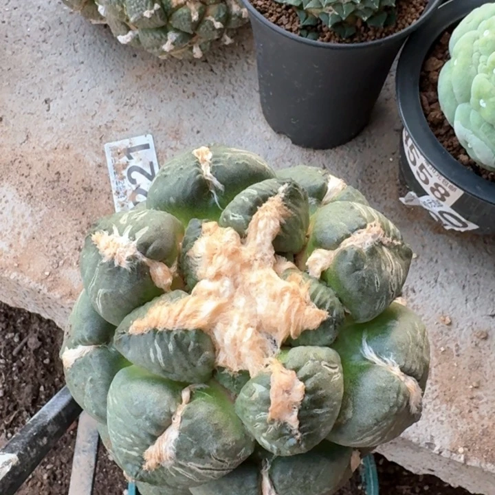 488苗接光面连山牡丹12公分