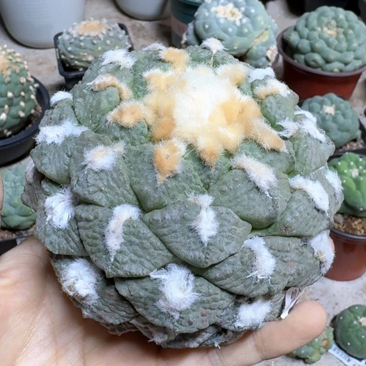 128苗接原地种源连山牡丹仙人球