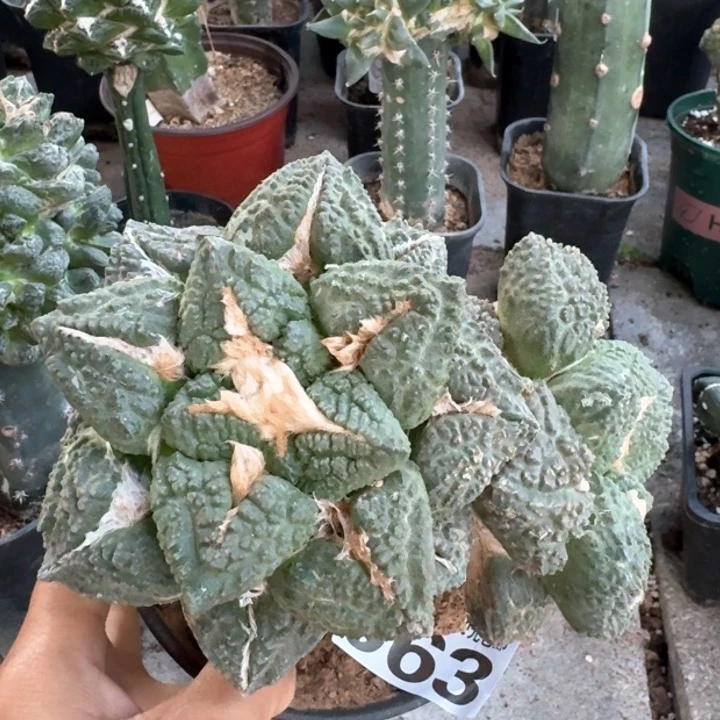 563老家风双头大龟甲牡丹仙人球