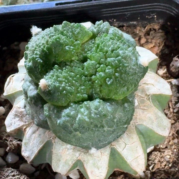 福利苗接大油哥斯拉419