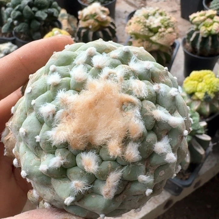 821自根十三棱佛头仙仙人球