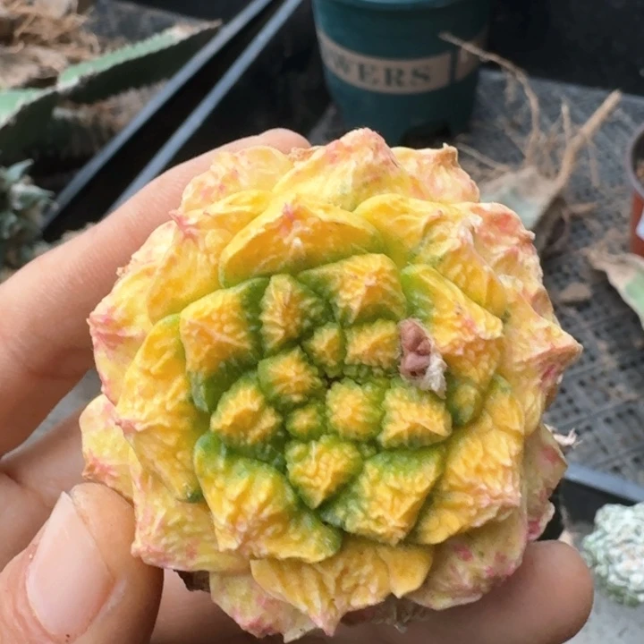 1508小尤龟甲牡丹锦仙人球