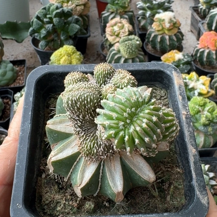 勃叶花龙缀仙人球1638