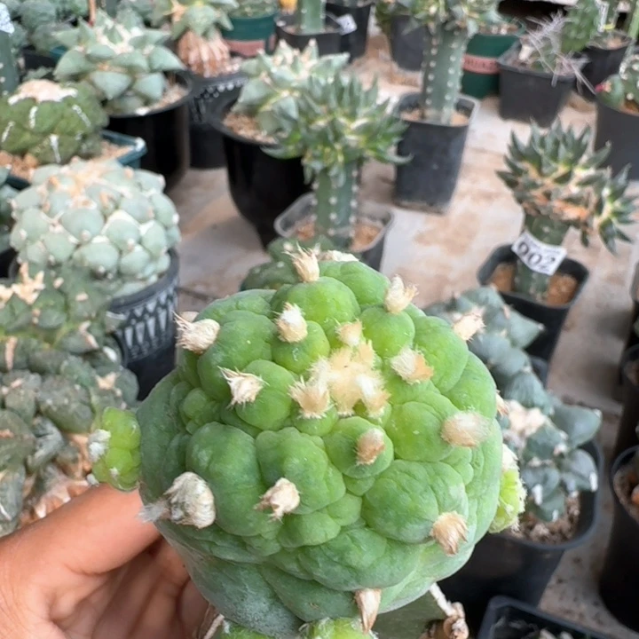 778福利皱油古田呗仙人球