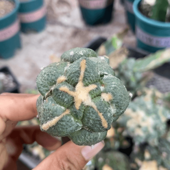 054苗接大优连山牡丹仙人球