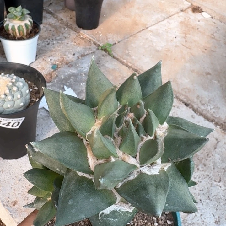 873福利苗接纯种龙牙牡丹仙人球