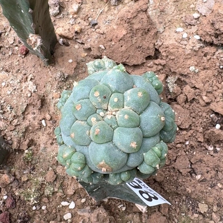 1298佛头仙仙人球