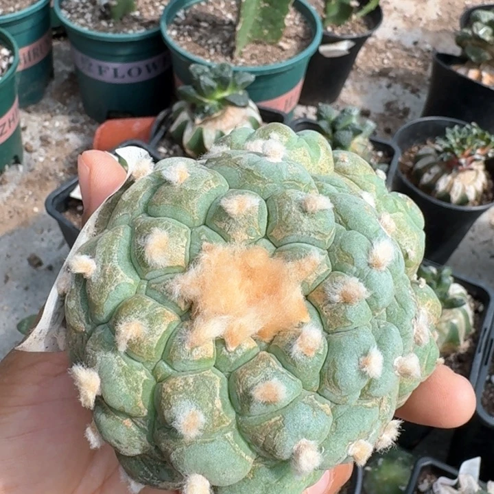 247刚出根古田呗仙人球