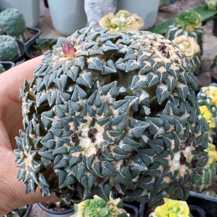 1254苗接馒头姬牡丹仙人球