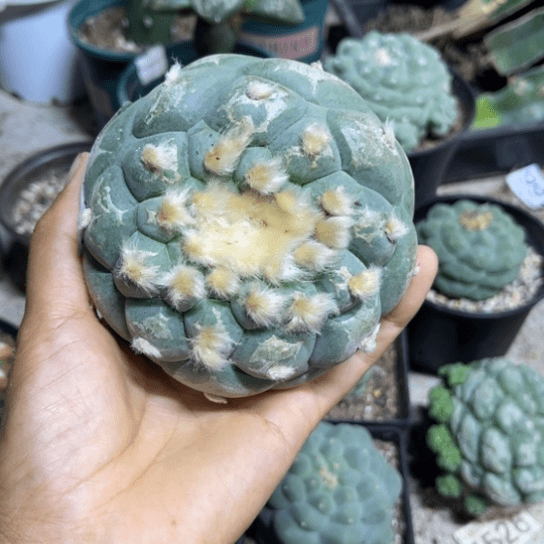 044自根蓝白肌大优仙仙人球