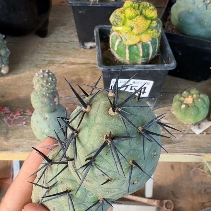 梦*缘4402双头大黑刺习侧牙仙人球