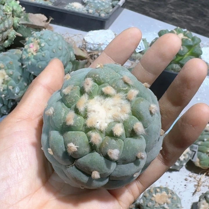 422落地仲永系大尤仙仙人球