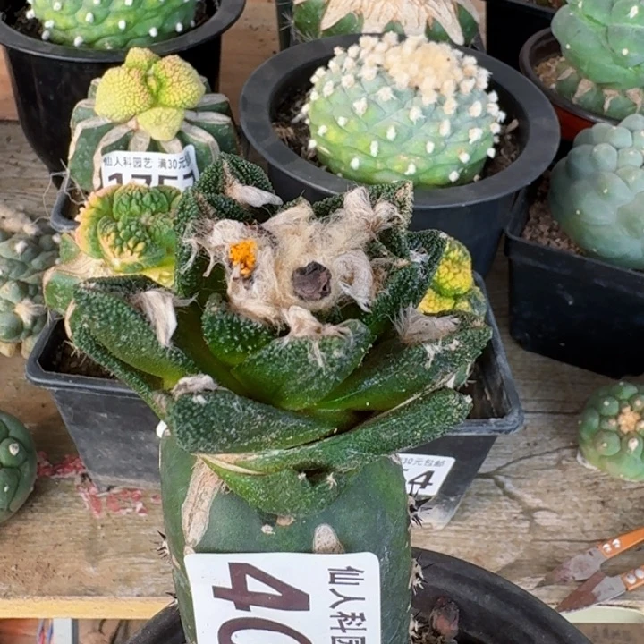 旋****✨4095苗接勃氏牡丹仙人球