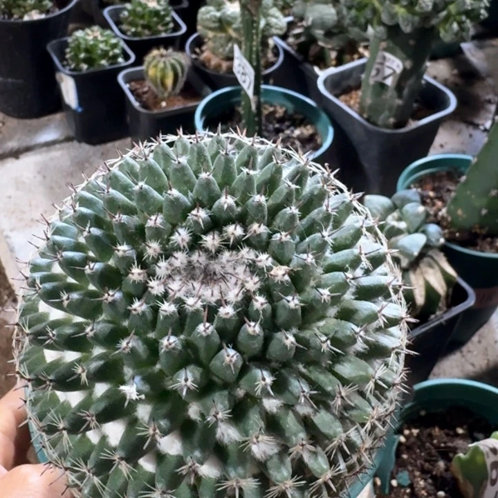 519苗接日系大恋山彦仙人球