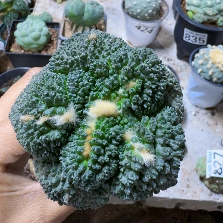 749大荔枝尤哥斯拉牡丹仙人球