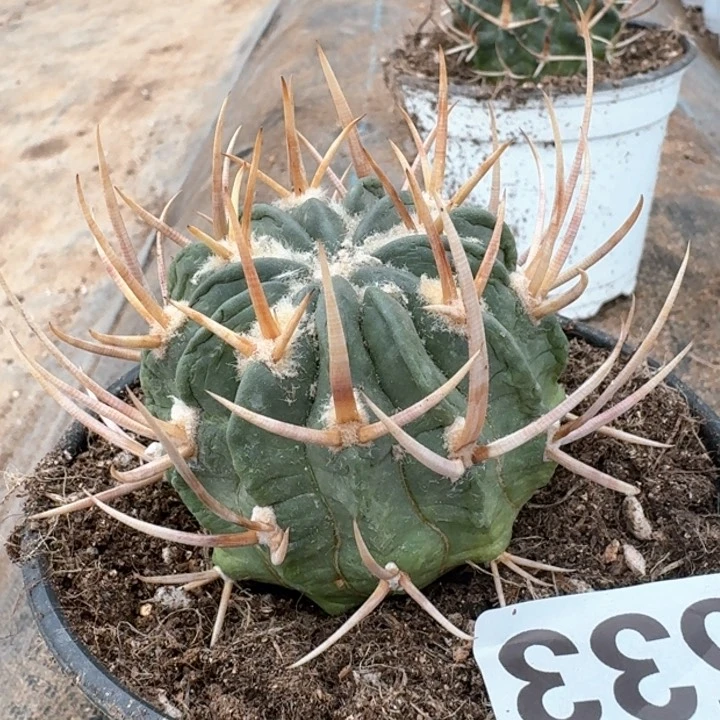 4533自根金刺龙剑仙人球