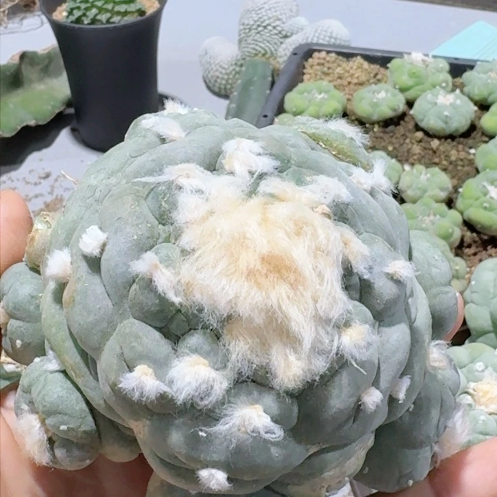 326自根灰肌大尤仙仙人球