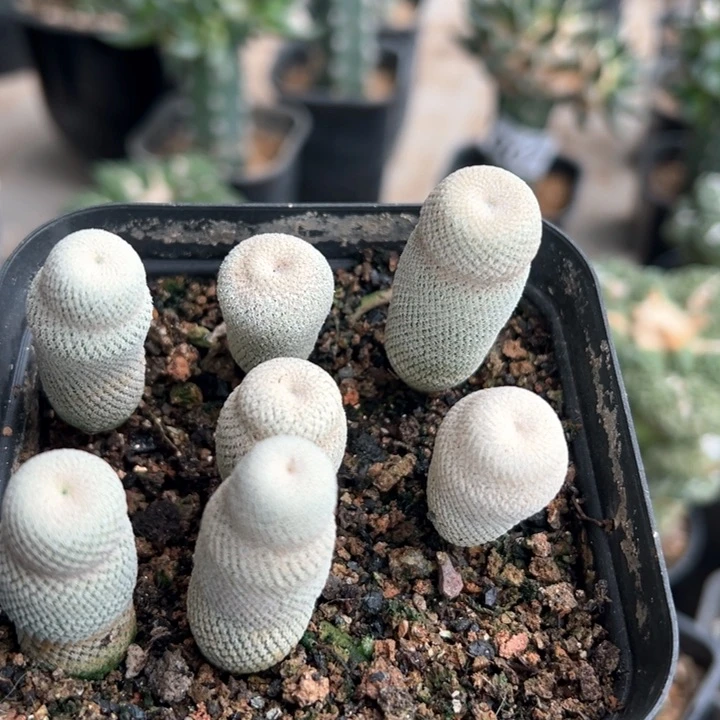 实生小人帽一颗不是一盆仙人球