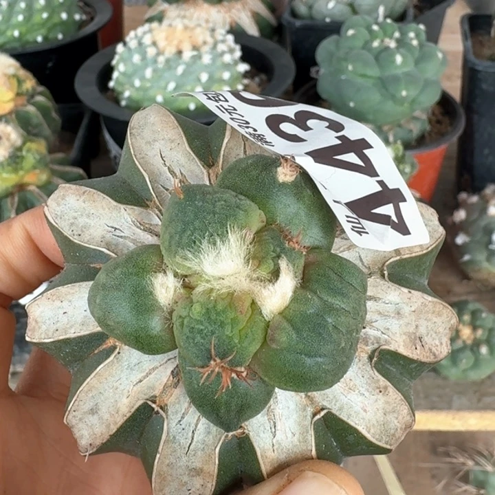 4436蛋尤怒涛牡丹仙人球