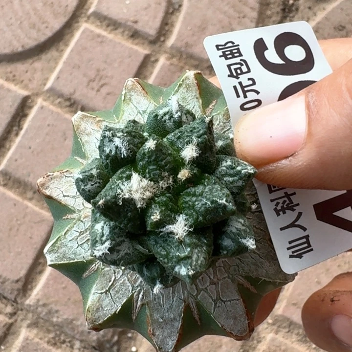 4606小尤连山牡丹仙人球有瑕疵