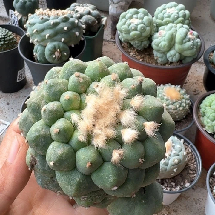 489福利大尤仙仙人球