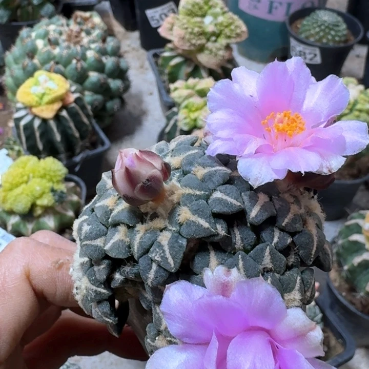 玩****！891苗接姬牡丹仙人球