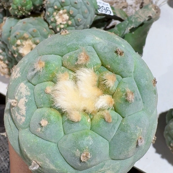 199苗接白肌大仙仙人球