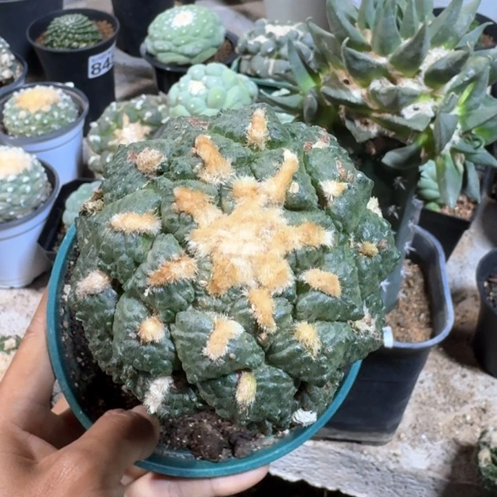 425苗接光面连山牡丹仙人球