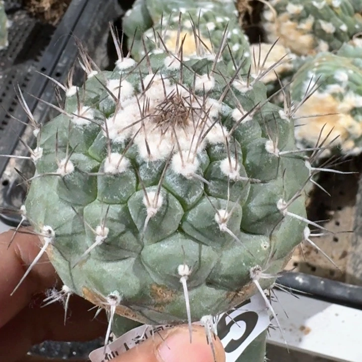 福利苗接强刺菊水605