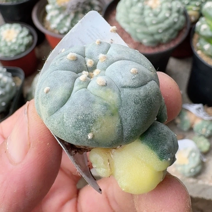 福利自根仙锦849